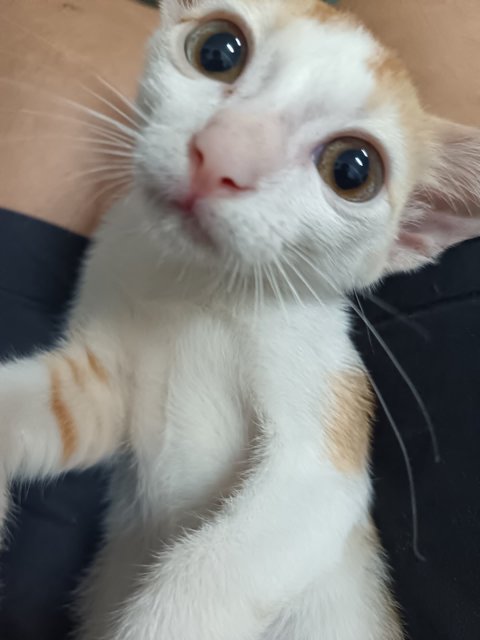 Leon - Domestic Short Hair Cat
