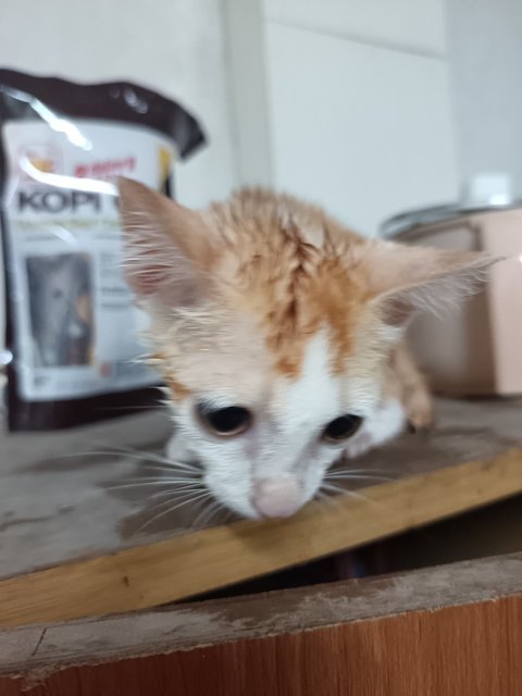 Leon - Domestic Short Hair Cat