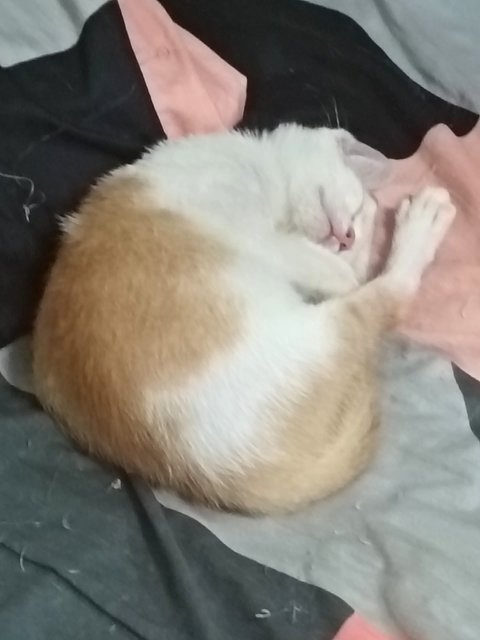 Leon - Domestic Short Hair Cat