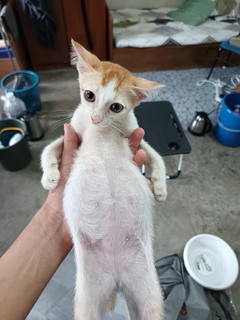 Leon - Domestic Short Hair Cat