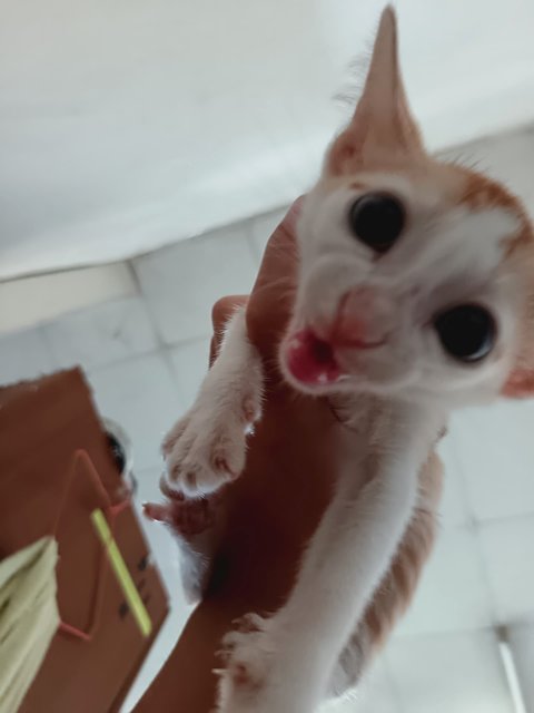 Leon - Domestic Short Hair Cat