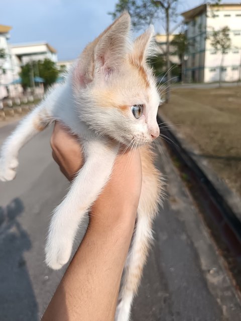 Leon - Domestic Short Hair Cat