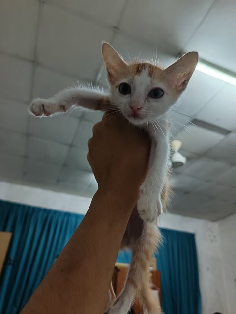 Leon - Domestic Short Hair Cat