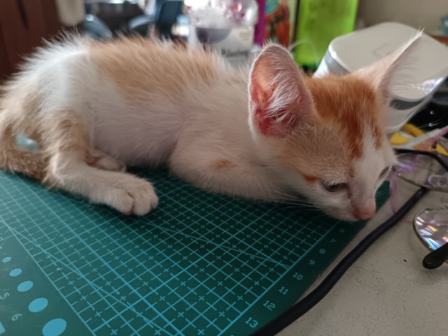 Leon - Domestic Short Hair Cat