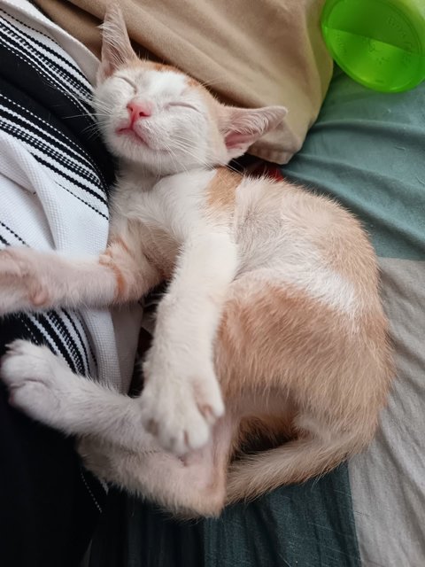 Leon - Domestic Short Hair Cat