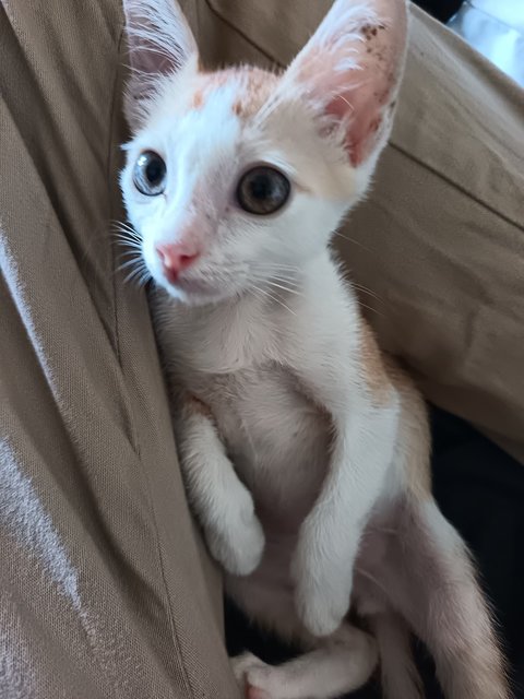 Leon - Domestic Short Hair Cat