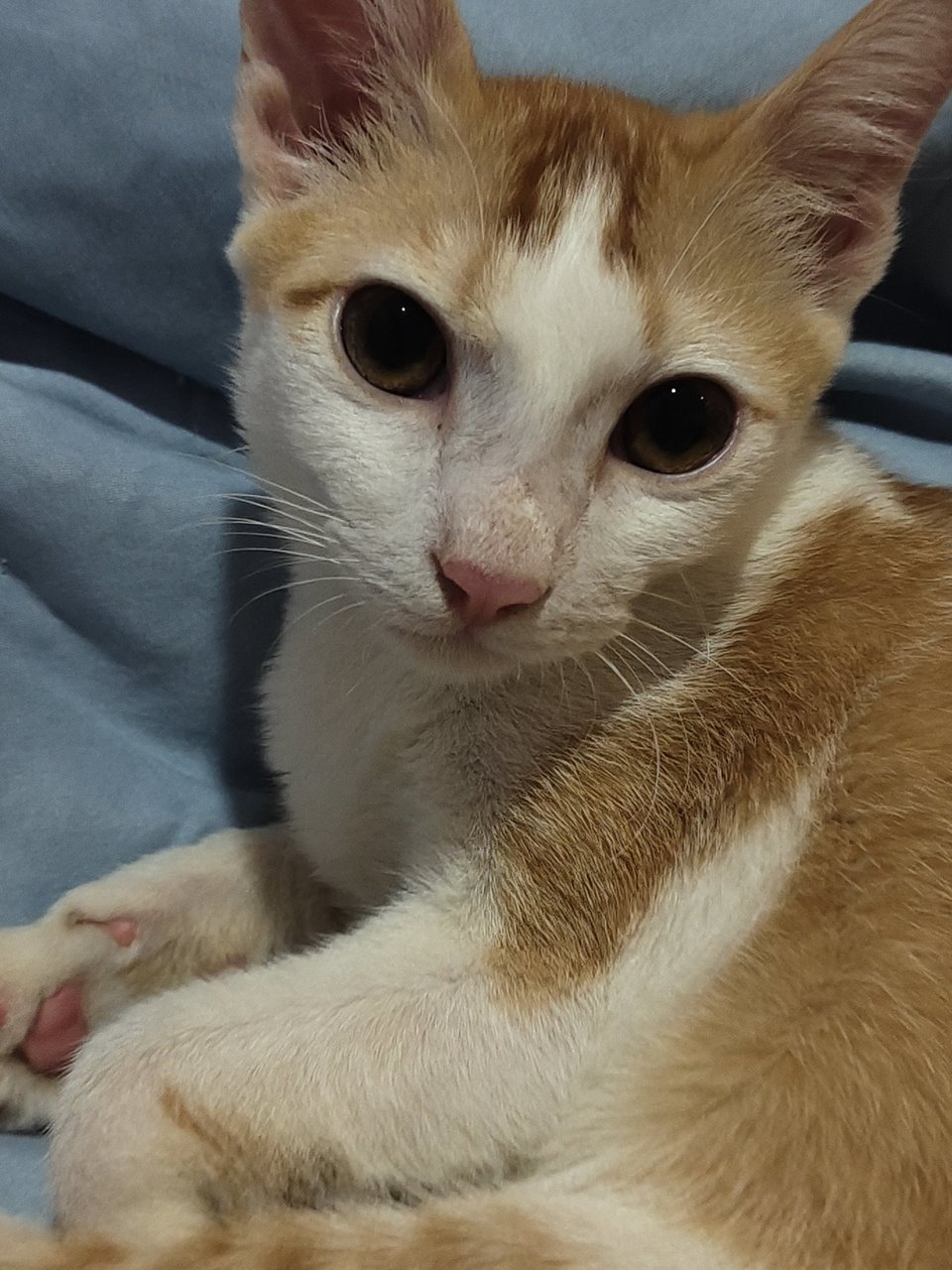 Leon - Domestic Short Hair Cat