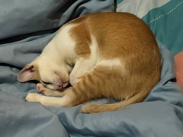 Leon - Domestic Short Hair Cat