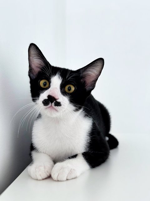 Sago - Domestic Short Hair Cat
