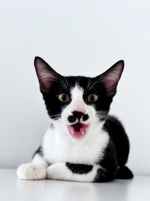 Sago - Domestic Short Hair Cat
