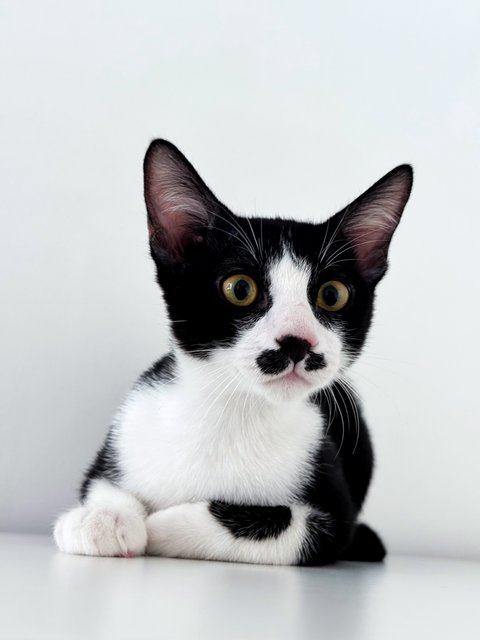 Sago - Domestic Short Hair Cat