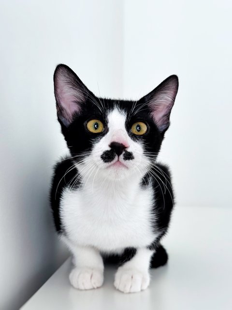 Sago - Domestic Short Hair Cat