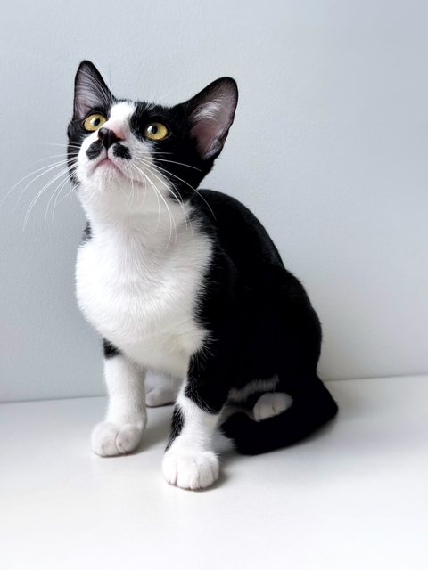 Sago - Domestic Short Hair Cat