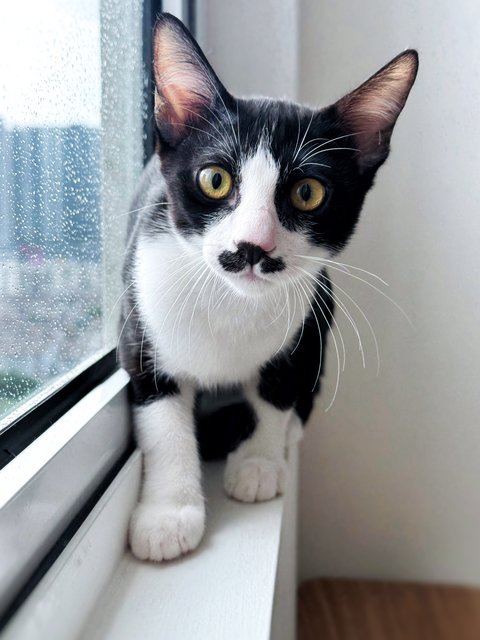 Sago - Domestic Short Hair Cat