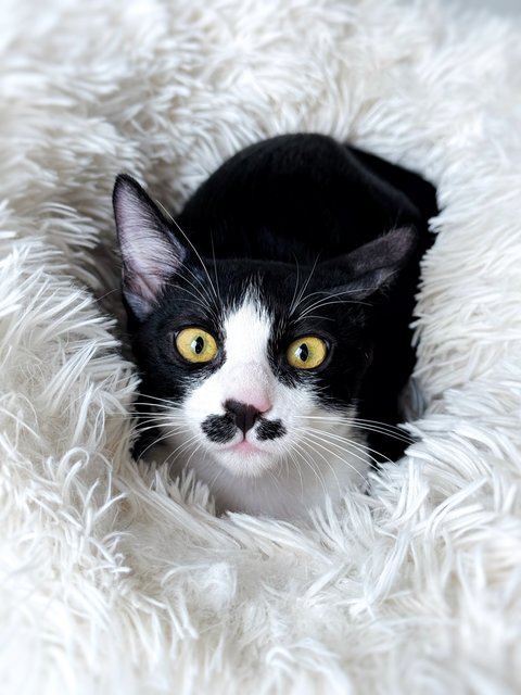 Sago - Domestic Short Hair Cat