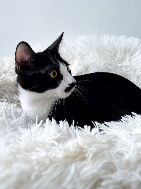 Sago - Domestic Short Hair Cat