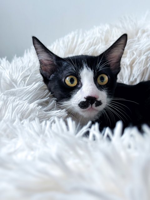 Sago - Domestic Short Hair Cat
