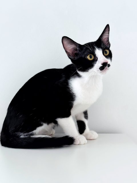 Sago - Domestic Short Hair Cat