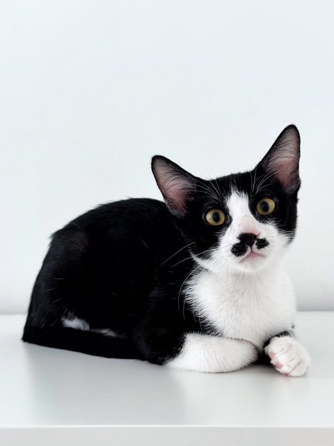 Sago - Domestic Short Hair Cat