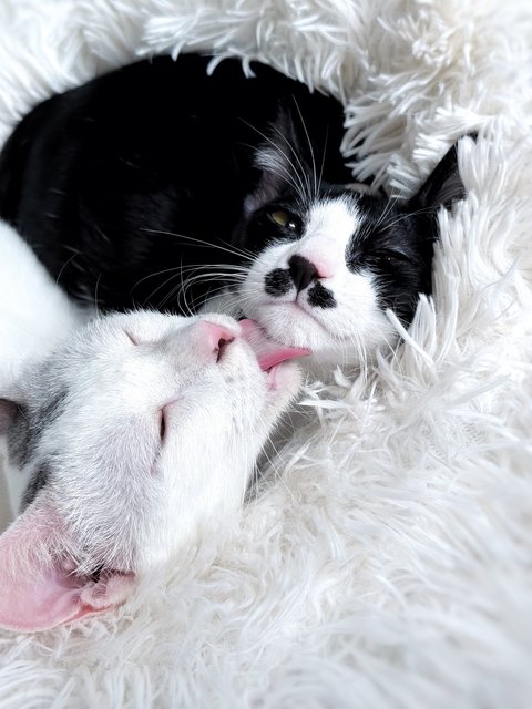Sago - Domestic Short Hair Cat