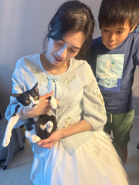 Sago - Domestic Short Hair Cat