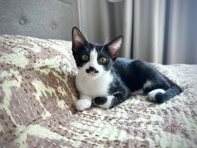 Sago - Domestic Short Hair Cat