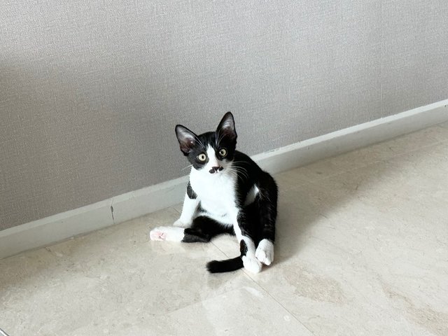 Sago - Domestic Short Hair Cat