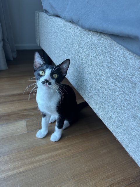 Sago - Domestic Short Hair Cat