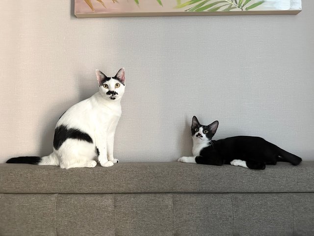 Sago - Domestic Short Hair Cat