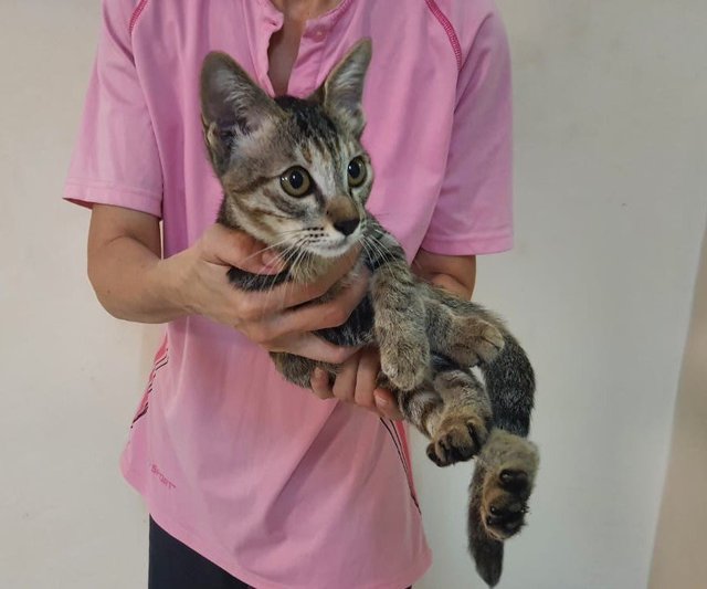 Mulan - Domestic Short Hair Cat
