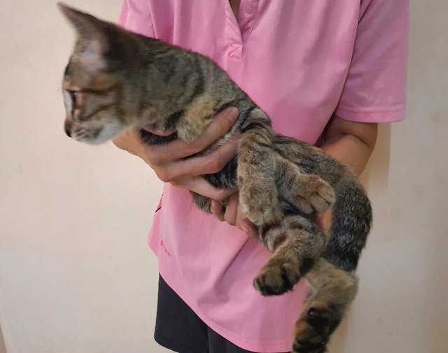 Mulan - Domestic Short Hair Cat