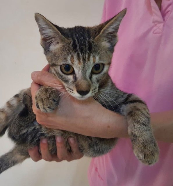Mulan - Domestic Short Hair Cat
