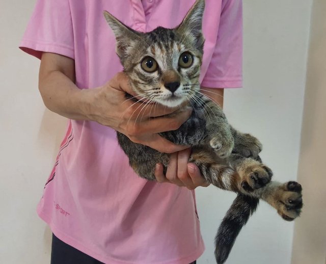 Mulan - Domestic Short Hair Cat
