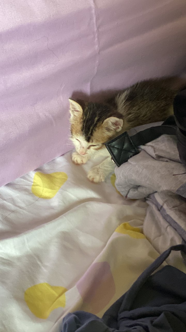 Kitten - Domestic Short Hair Cat
