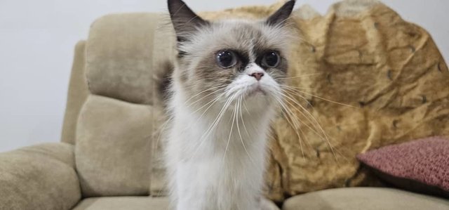 Winston And Lily - Domestic Long Hair + British Shorthair Cat