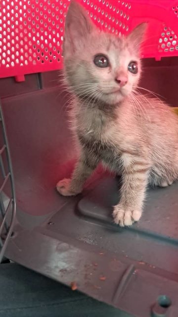 Nissin - Domestic Short Hair Cat