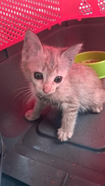 Nissin - Domestic Short Hair Cat