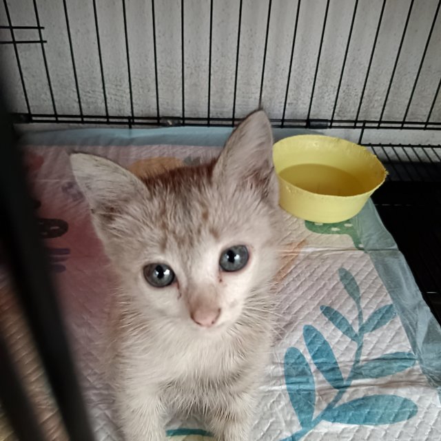 Nissin - Domestic Short Hair Cat