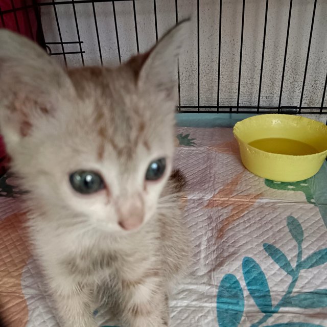 Nissin - Domestic Short Hair Cat