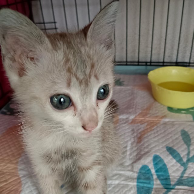 Nissin - Domestic Short Hair Cat