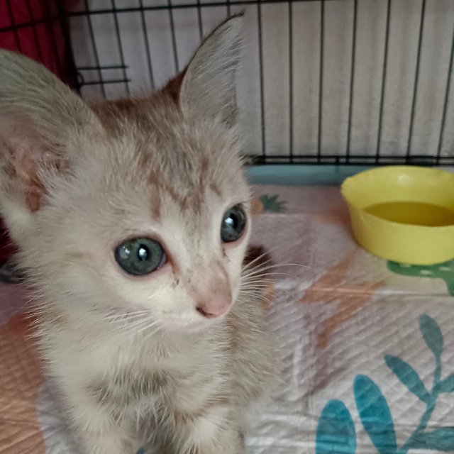 Nissin - Domestic Short Hair Cat