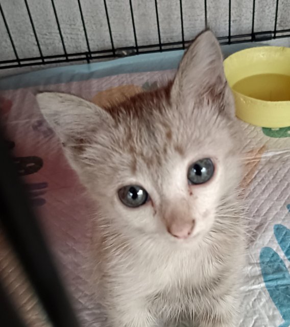 Nissin - Domestic Short Hair Cat