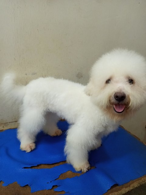 Sholy  - Poodle Dog