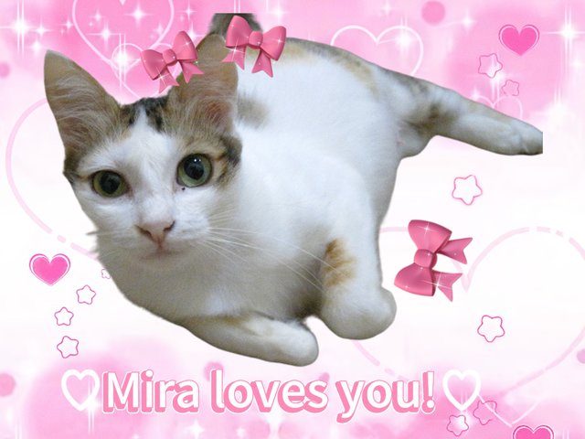 Mira - Domestic Medium Hair Cat