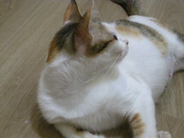 Mira - Domestic Medium Hair Cat