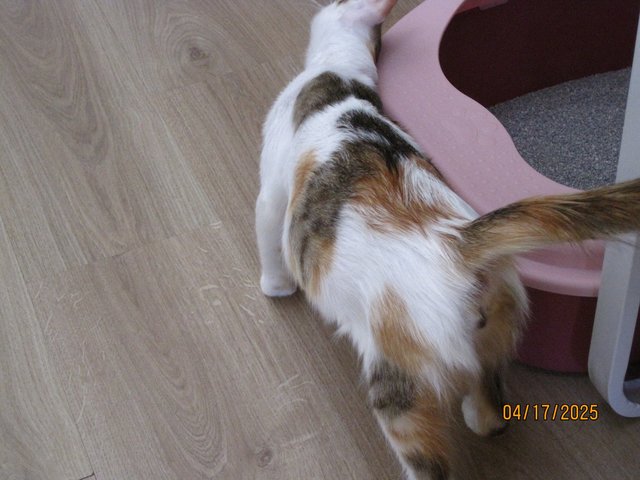 Mira - Domestic Medium Hair Cat