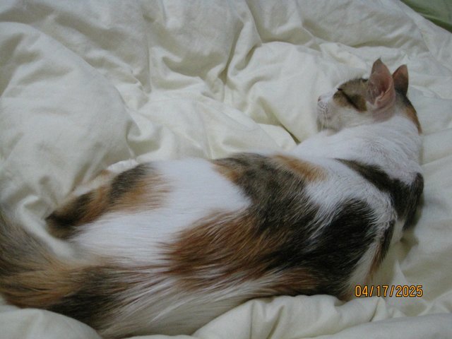 Mira - Domestic Medium Hair Cat