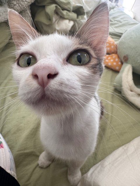 Mira - Domestic Medium Hair Cat
