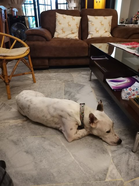 Bai Bai - Mixed Breed Dog