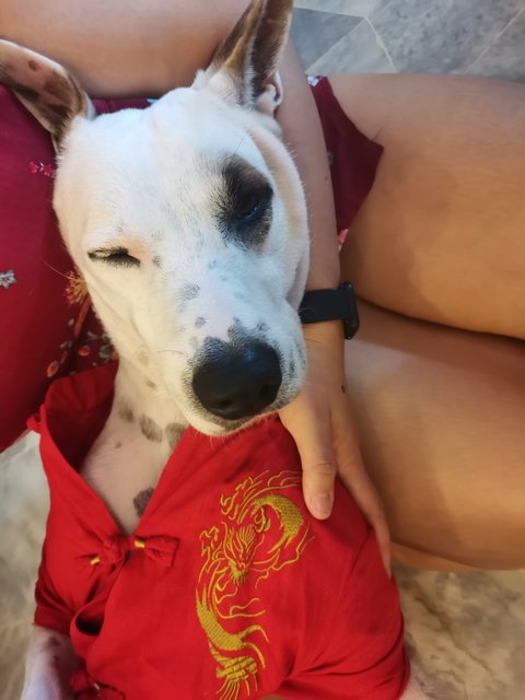 Bai Bai - Mixed Breed Dog